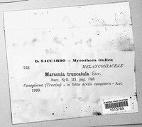 Marssonina truncatula image